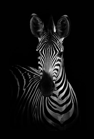 The Zebra Black Modern Wood Framed Art Print by WildPhotoArt