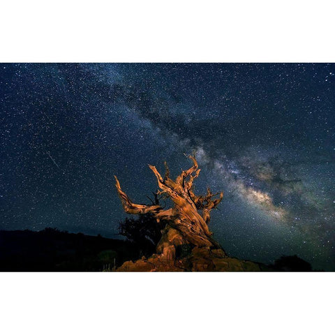 The Galaxy And Ancient Bristlecone Pine Black Modern Wood Framed Art Print with Double Matting by Hua