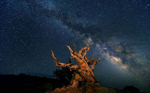 The Galaxy And Ancient Bristlecone Pine White Modern Wood Framed Art Print with Double Matting by Hua