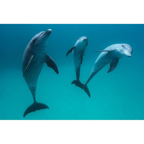 Bottlenose Dolphins Gold Ornate Wood Framed Art Print with Double Matting by Gabriel, Barathieu