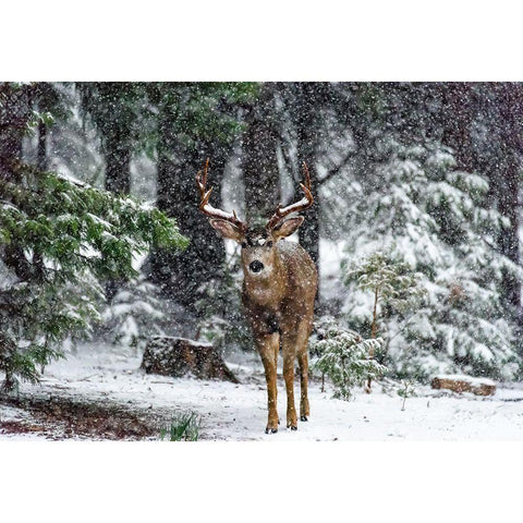 Snow Storm And The Buck Deer White Modern Wood Framed Art Print by Reames, Teri