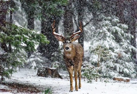 Snow Storm And The Buck Deer Black Ornate Wood Framed Art Print with Double Matting by Reames, Teri