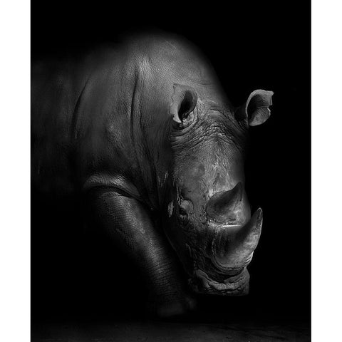 Rhino Black Modern Wood Framed Art Print with Double Matting by Wildphotoart