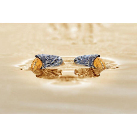 Crocodile - The Gold Eye White Modern Wood Framed Art Print by Priyadi, Andri