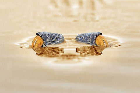 Crocodile - The Gold Eye White Modern Wood Framed Art Print with Double Matting by Priyadi, Andri