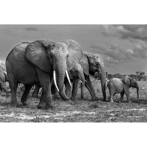 Elephants Family White Modern Wood Framed Art Print by Mei, Massimo