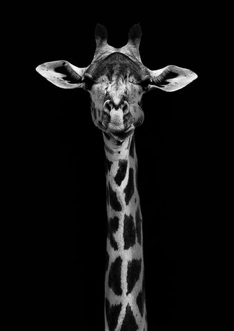 Giraffe Portrait Black Modern Wood Framed Art Print by WildPhotoArt