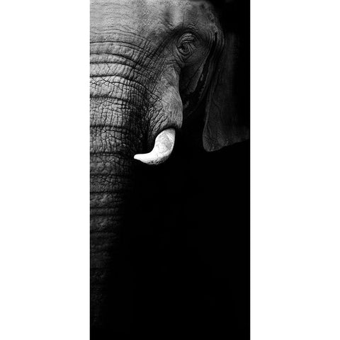 Elephant Portrait White Modern Wood Framed Art Print by Wildphotoart