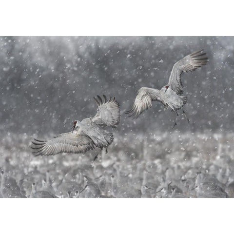 Step Aside! Black Modern Wood Framed Art Print with Double Matting by Wang, Kevin