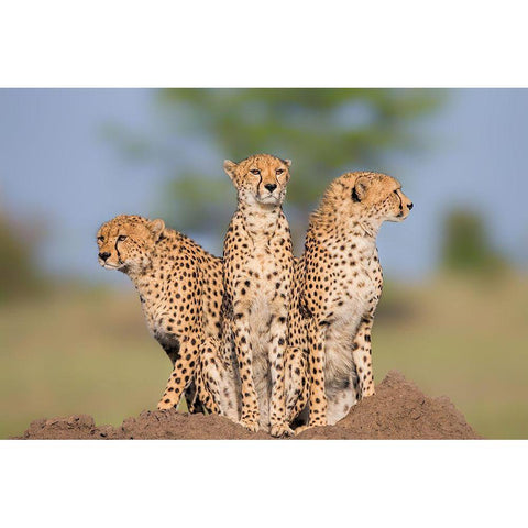 Cheetah Malaika And Her Two Boys Gold Ornate Wood Framed Art Print with Double Matting by Zuo, Jun