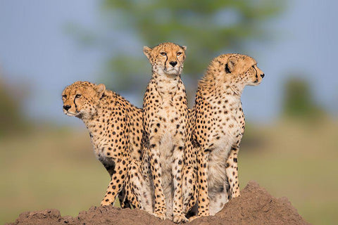 Cheetah Malaika And Her Two Boys Black Ornate Wood Framed Art Print with Double Matting by Zuo, Jun