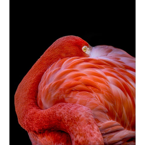 Flamingo Black Modern Wood Framed Art Print by Coenders, Chris