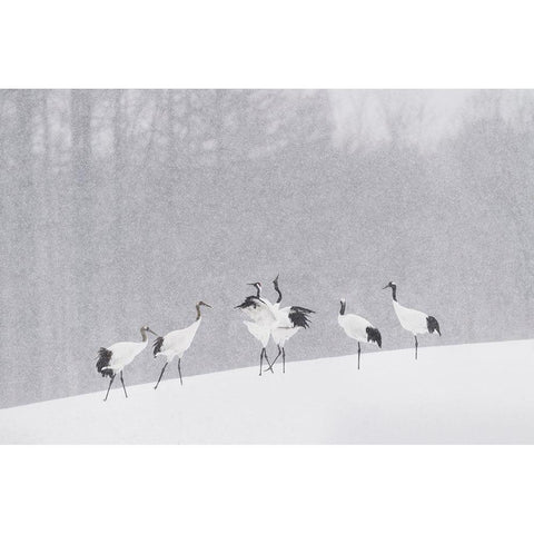 Japanese Cranes Black Modern Wood Framed Art Print with Double Matting by Marchegiani, Roberto