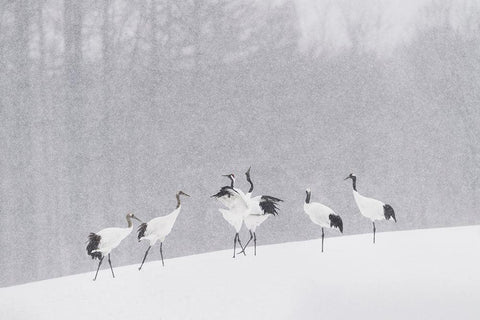 Japanese Cranes White Modern Wood Framed Art Print with Double Matting by Marchegiani, Roberto