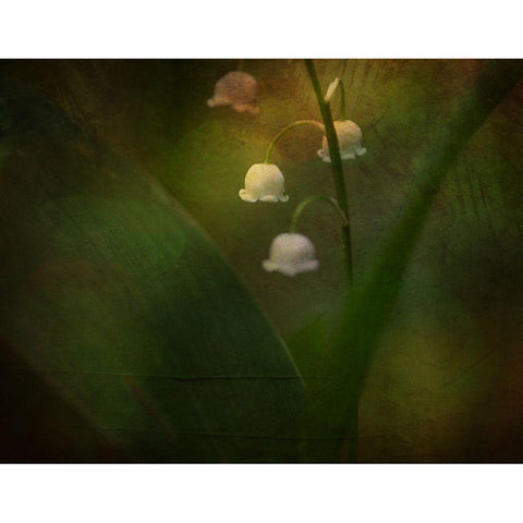 Dreaming Of Spring - Lily Of The Valley Black Modern Wood Framed Art Print with Double Matting by Eisenmann, Ulrike