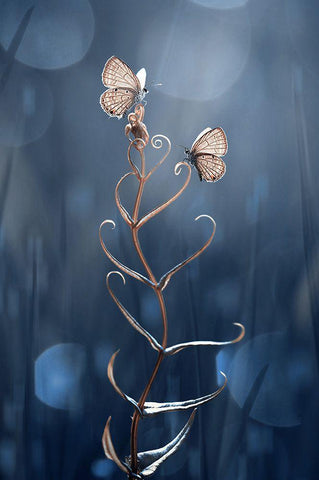 You And Me Black Ornate Wood Framed Art Print with Double Matting by Pamungkas, Edy