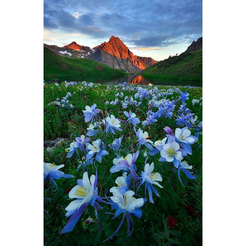 Blue Columbine Paradise Black Modern Wood Framed Art Print with Double Matting by Xu, Mei