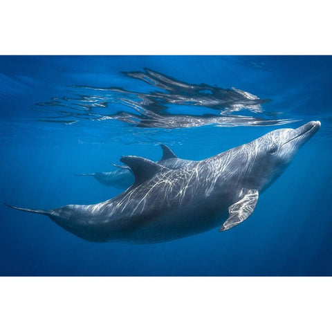 Dolphin At The Surface Black Modern Wood Framed Art Print with Double Matting by Gabriel, Barathieu