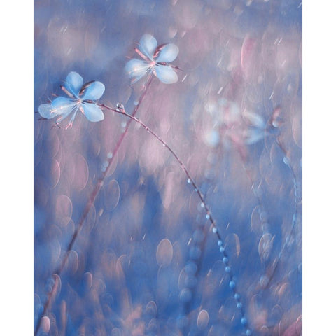 The Flower Duet White Modern Wood Framed Art Print by Devos, Delphine