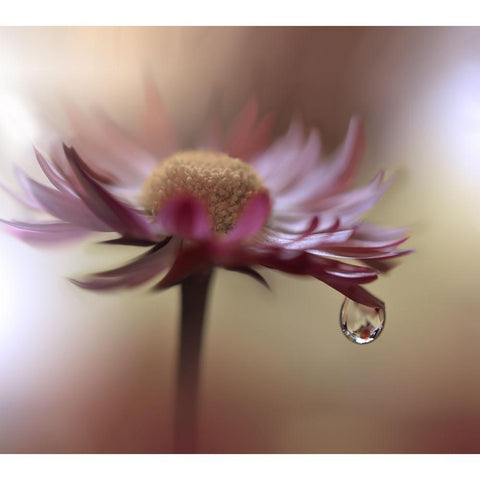 Tears Of Time.. Gold Ornate Wood Framed Art Print with Double Matting by Nan, Juliana