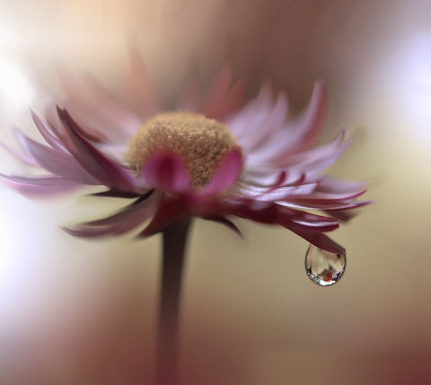 Tears Of Time.. Black Ornate Wood Framed Art Print with Double Matting by Nan, Juliana