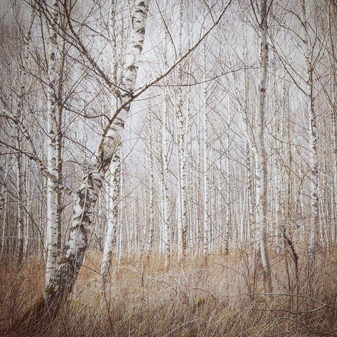 Birch Forest White Modern Wood Framed Art Print with Double Matting by Wasinger, Renate