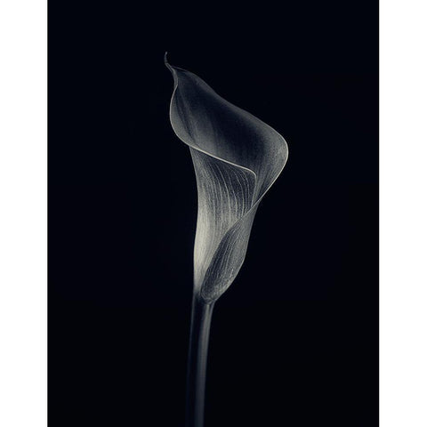 Calla Lily Black Modern Wood Framed Art Print by Gronkjar, Lotte