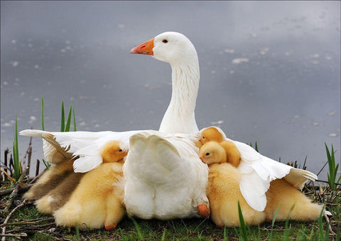 Mums Protection White Modern Wood Framed Art Print with Double Matting by Limberg, Huib