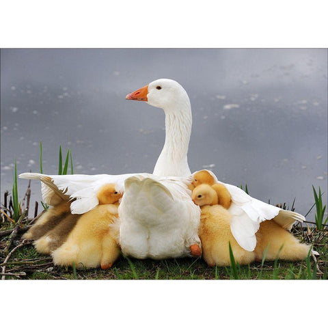 Mums Protection White Modern Wood Framed Art Print by Limberg, Huib