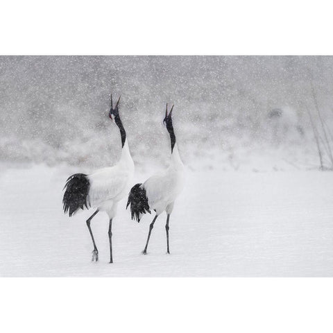 Japanes Cranes Black Modern Wood Framed Art Print with Double Matting by Marchegiani, Roberto