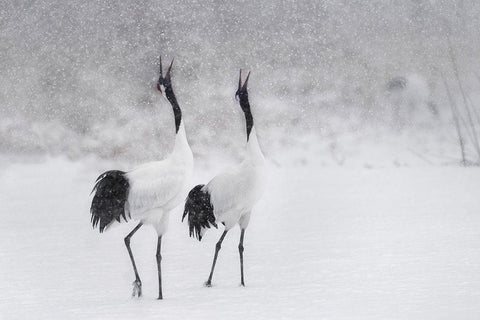 Japanes Cranes White Modern Wood Framed Art Print with Double Matting by Marchegiani, Roberto