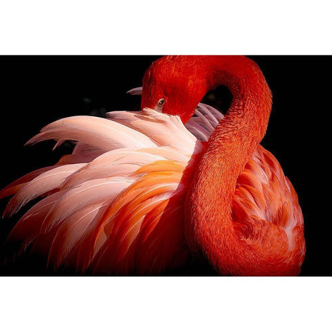 Flamingo Black Modern Wood Framed Art Print by Nishikura, Makoto