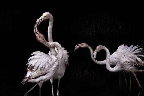 Tango And Flamingos Black Ornate Wood Framed Art Print with Double Matting by Benezech, Martine