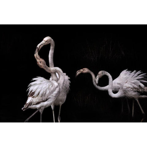 Tango And Flamingos Gold Ornate Wood Framed Art Print with Double Matting by Benezech, Martine