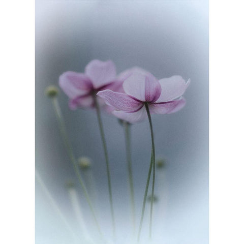 Purple Delight White Modern Wood Framed Art Print by Bamboo, Purple
