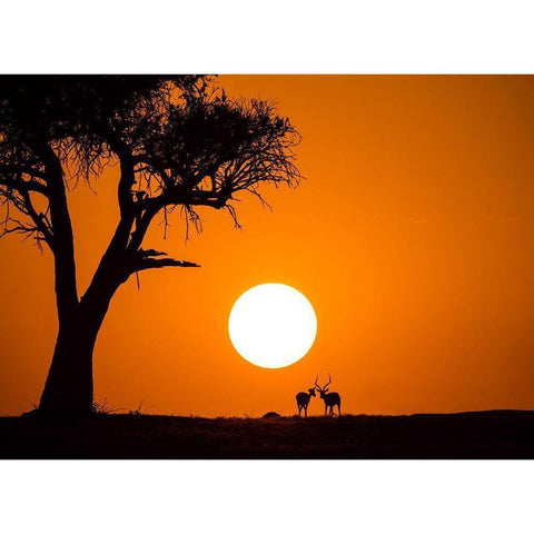 African Sunset Black Modern Wood Framed Art Print with Double Matting by Zhang, Jonathan