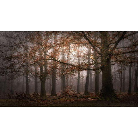 Foggy Memory  Of The Past White Modern Wood Framed Art Print by Dingemans, Saskia