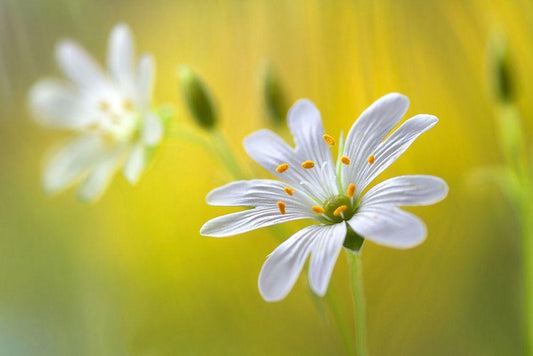 Image Only