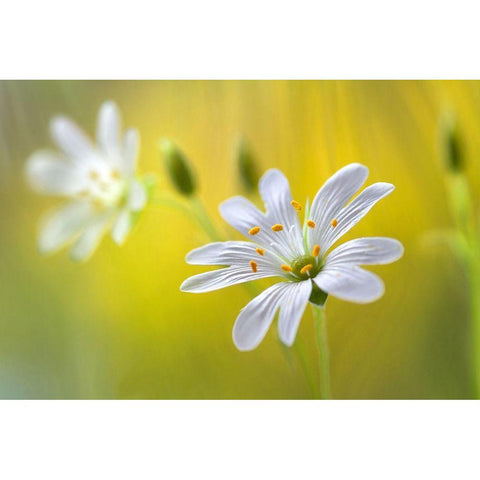 Stitchwort Black Modern Wood Framed Art Print with Double Matting by Disher, Mandy