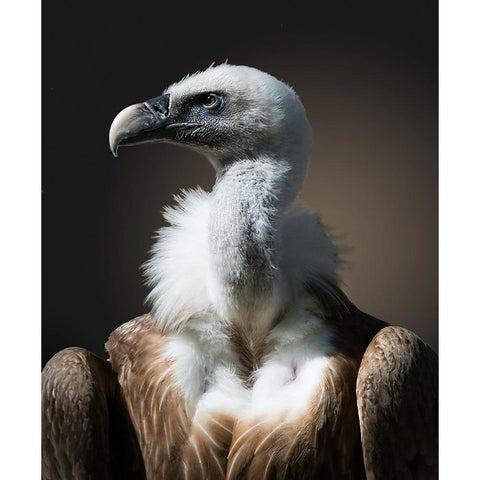 The look White Modern Wood Framed Art Print by van Son, Greetje