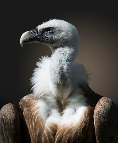 The look White Modern Wood Framed Art Print with Double Matting by van Son, Greetje