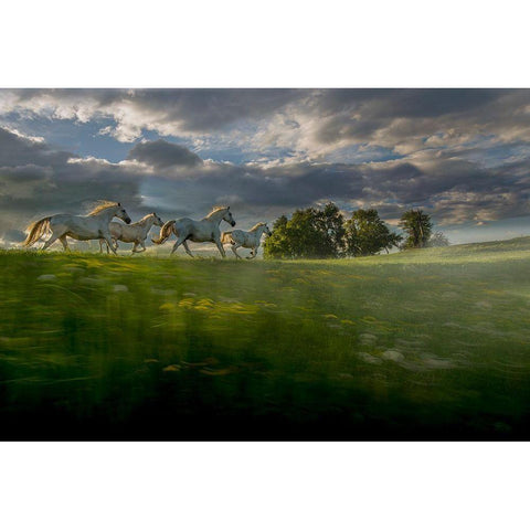 In The Morning Pink Black Modern Wood Framed Art Print with Double Matting by Malovrh, Milan