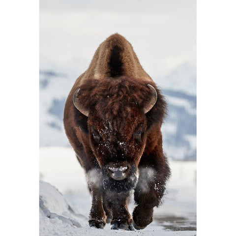 Bison Incoming White Modern Wood Framed Art Print by Hudson, Peter