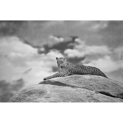 Leopard On A Kopje Black Modern Wood Framed Art Print with Double Matting by Moreno, Mario