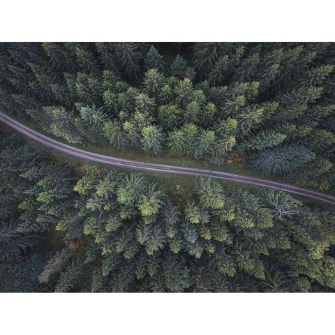 Small Road Through The Forest Black Modern Wood Framed Art Print with Double Matting by Lindsten, Christian