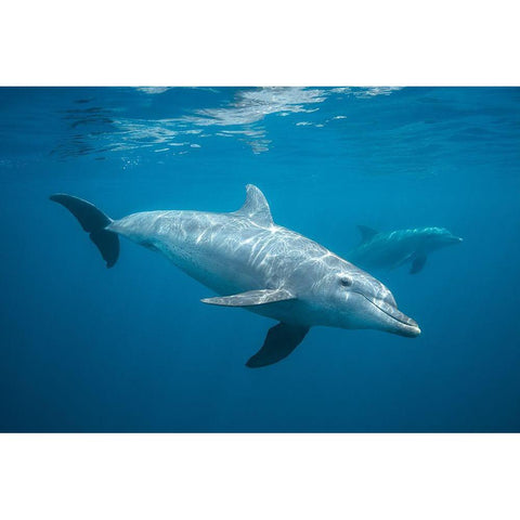 Curious Dolphin White Modern Wood Framed Art Print by Gabriel, Barathieu