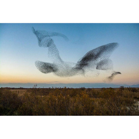 El Vuelo Black Modern Wood Framed Art Print with Double Matting by Vilches, David