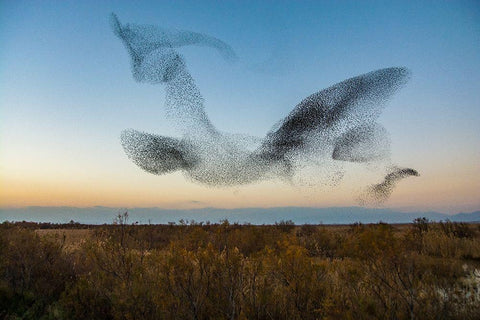 El Vuelo Black Ornate Wood Framed Art Print with Double Matting by Vilches, David