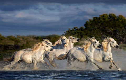 Horses Running Through The Marsh White Modern Wood Framed Art Print with Double Matting by Ortega, Xavier