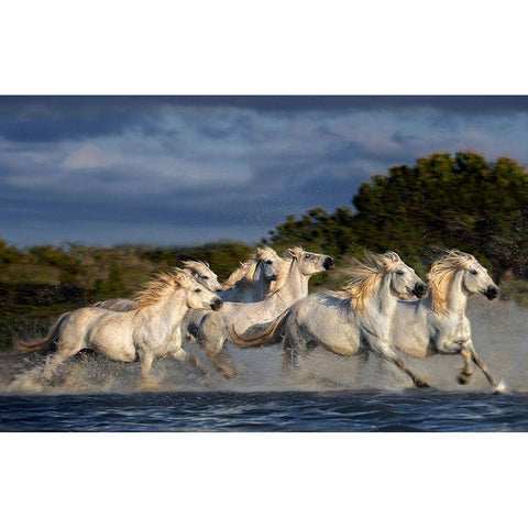 Horses Running Through The Marsh White Modern Wood Framed Art Print by Ortega, Xavier